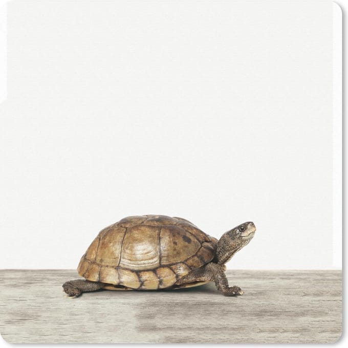 Muismat 20x20 cm - Mousepad Dieren - Schildpad - Wit - Muismatten