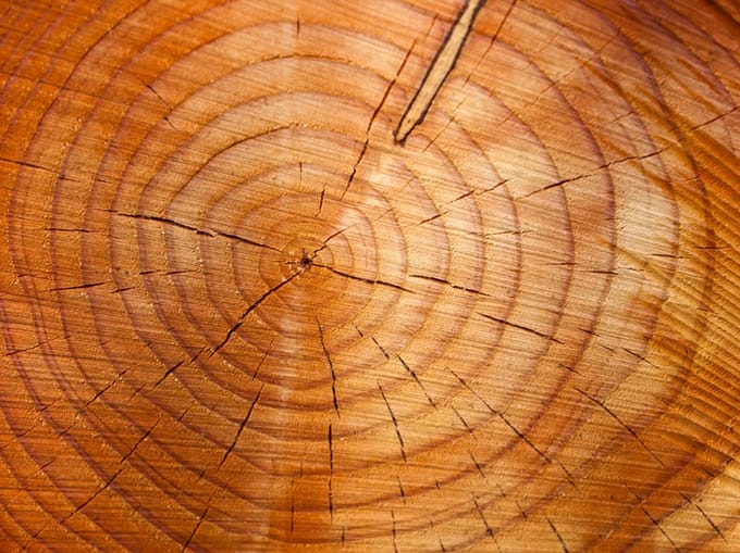 Fotobehang - Jaarlijkse ringen op een boomstam.