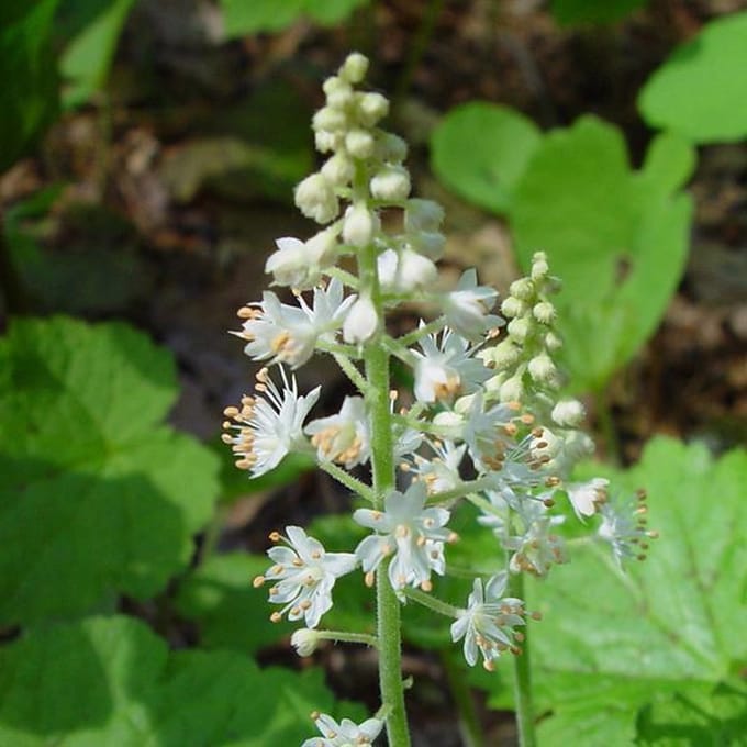 6 x Tiarella Cordifolia - Perzische Muts pot 9x9cm
