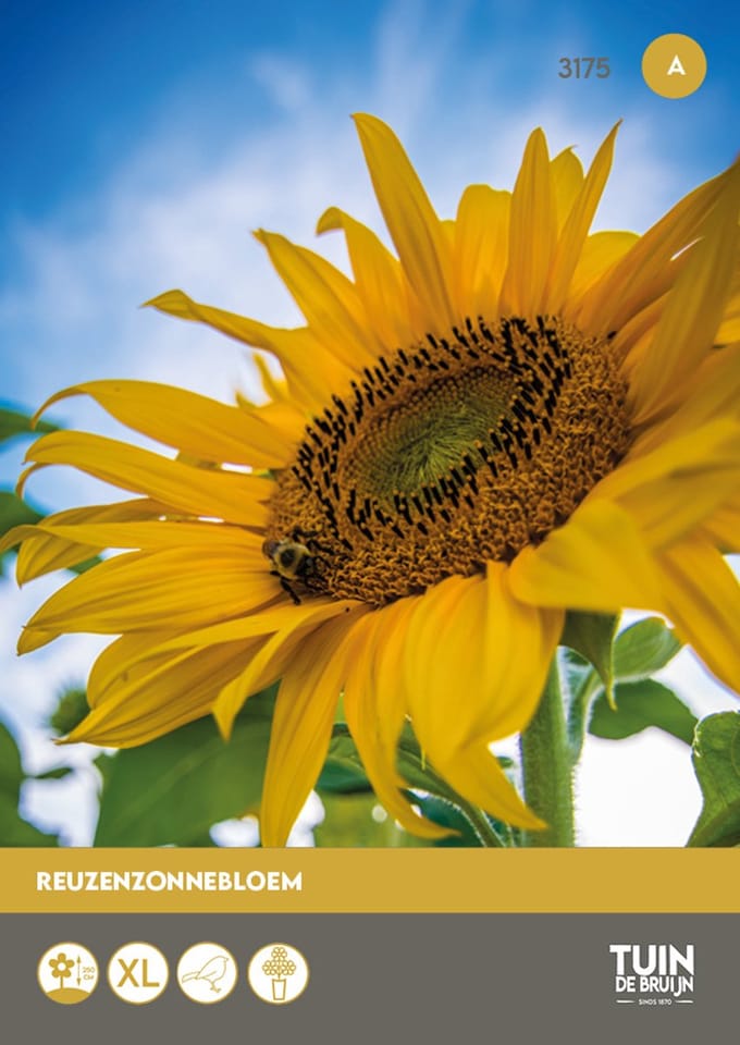Tuin de Bruijn Reuzenzonnebloem – 30 Zaden – Tot 3 m Hoog