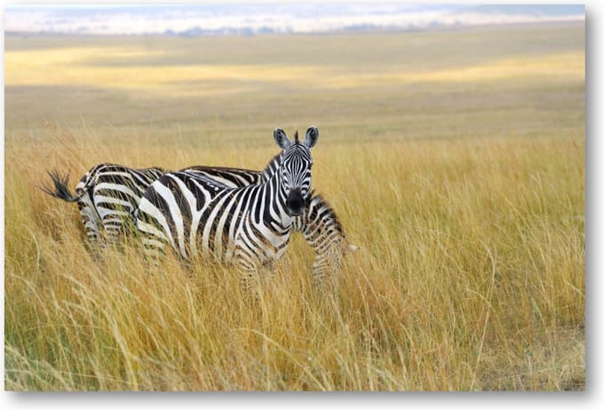 Zebra's - 90x60 Canvas Liggend - Dieren