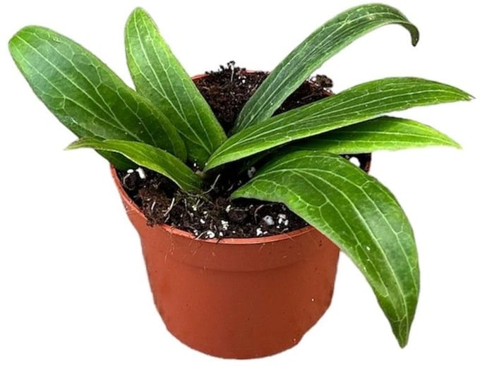 Hoya Soligamiana Kamerplant Potmaat Ø10,5 cm |Vers Van De Kweker