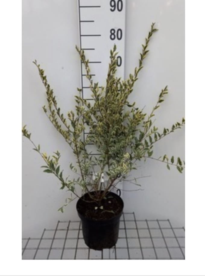 Ligustrum ibota 'Musli' - Liguster 20 - 30 cm in pot