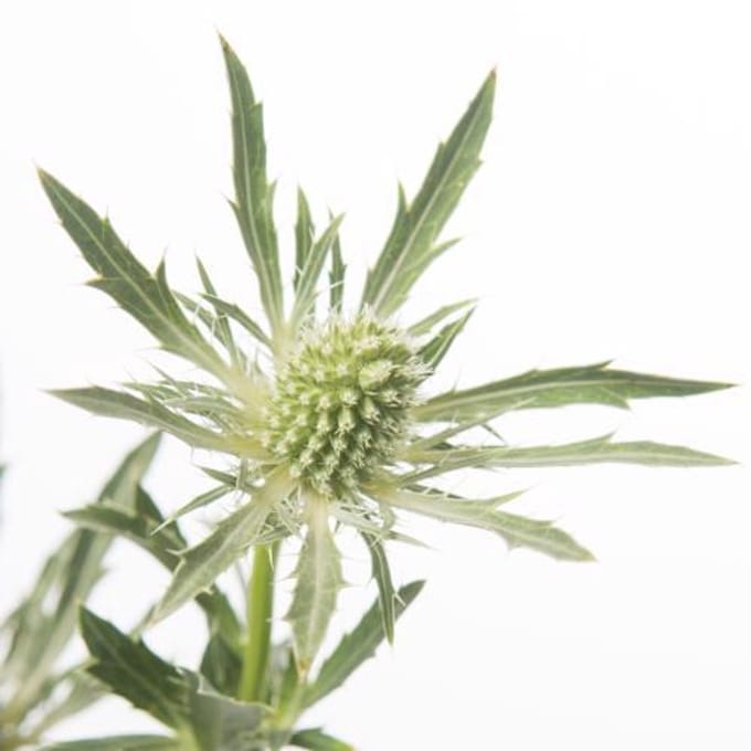 10x Eryngium sirius questar 60cm