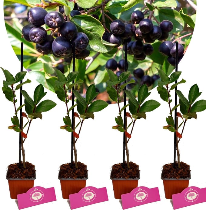 Set van 4 Zwarte appelbessen - Aronia mitschurinii 'Amit' - Hoogte 30cm - 9cm pot