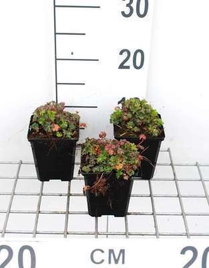 6x Ooievaarsbek - Geranium dalmaticum | 9x9 cm pot