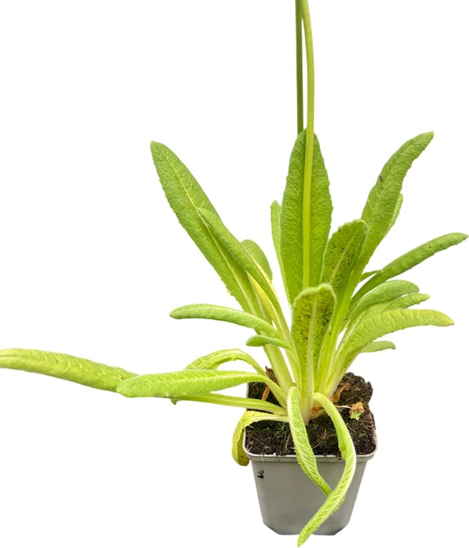 6x Sleutelbloem - Primula vialii | 9x9 cm pot