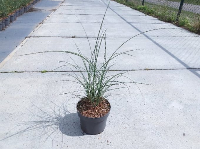 Miscanthus sinensis 'Gracillimus' - 3 liter pot - cm