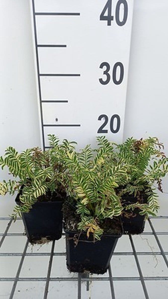 6x Jakobsladder - Polemonium caer. 'Brise d'anjou'® ( 'blanjou') | 9x9 cm pot