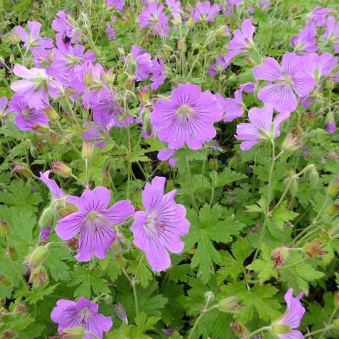 6 x Geranium 'Sirak' - Ooievaarsbek pot 9x9cm