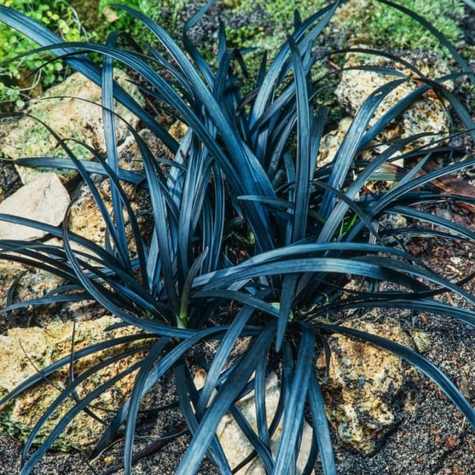 Ophiopogon planiscapus 'Niger' - 2 liter pot