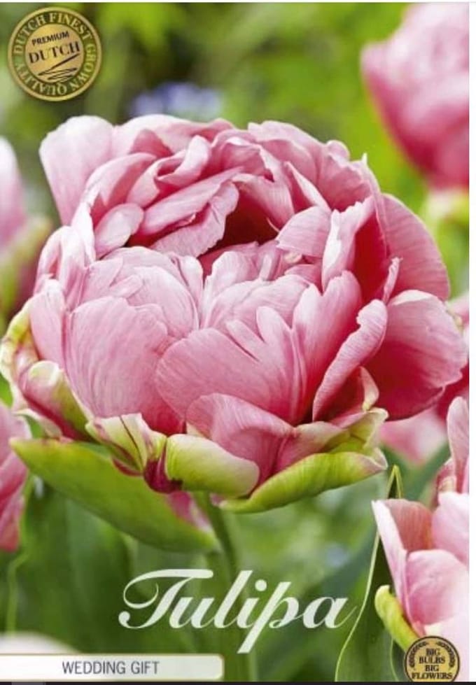 Dutch Finest Quality bloembollen - Tulpen Tulp Double Late Wedding Gift x7 12/+s