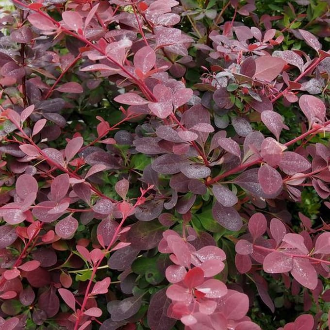 Berberis Ottawensis 'Auricoma' - Zuurbes 40 - 50 cm in pot