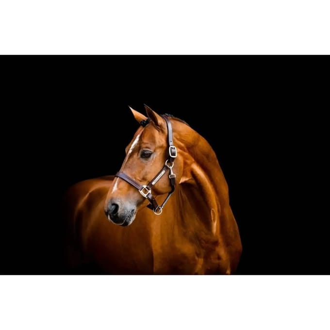 Leren halster voor paard Horseware Signature