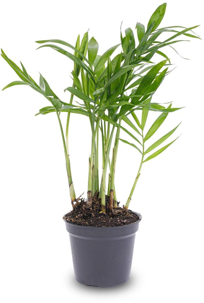 Bergpalm - Chamaedorea elegans 'baby' - Terrarium plant