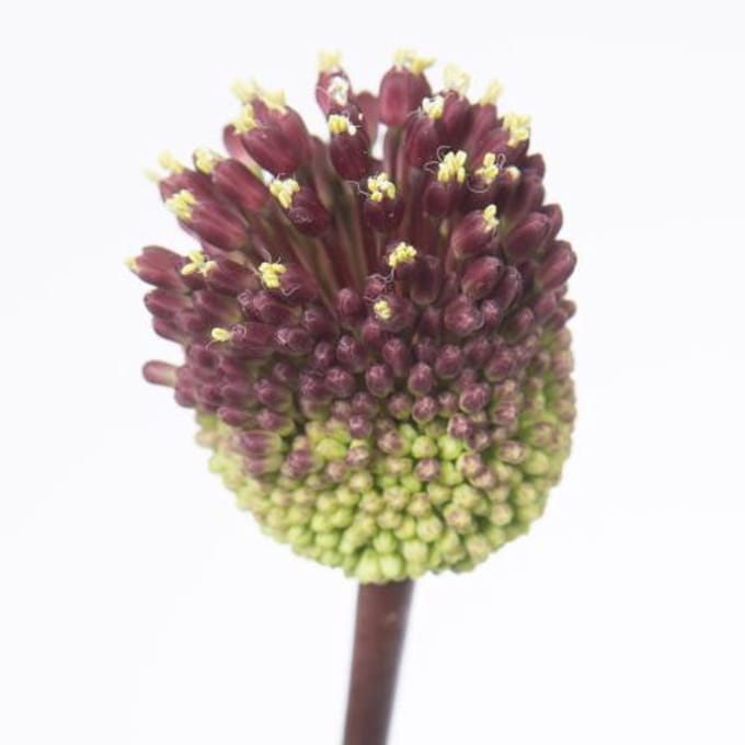 10x Allium red mohican 80cm