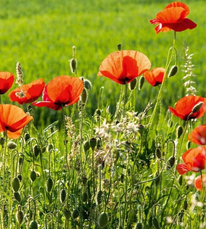 Fotobehang - Poppy Field 225x250cm - Vliesbehang