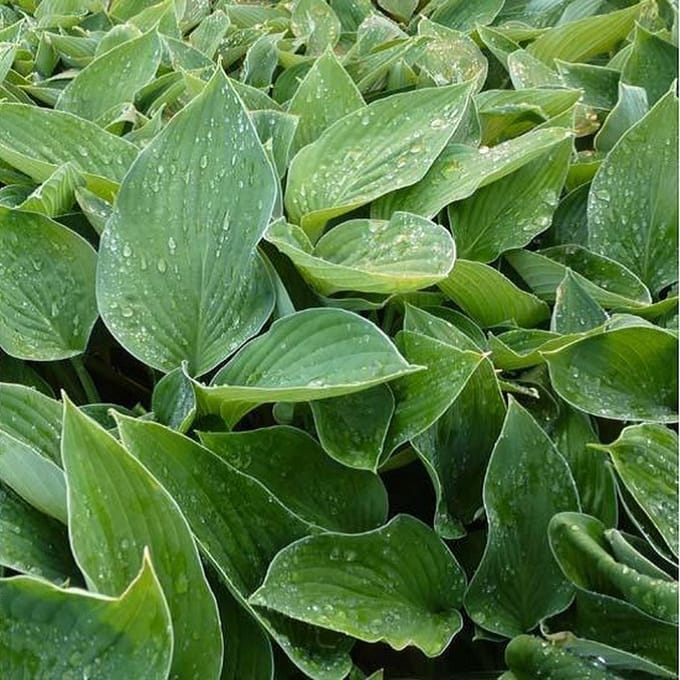 6x Hartlelie - Hosta fortunei 'Hyacinthina’ - Pot 9x9cm