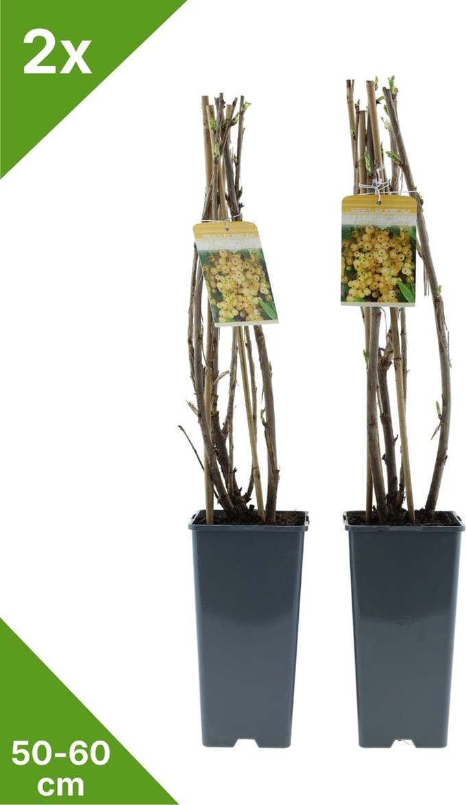 GARDENZO - Witte Bes in 2 liter pot - 50-60 cm set van 2