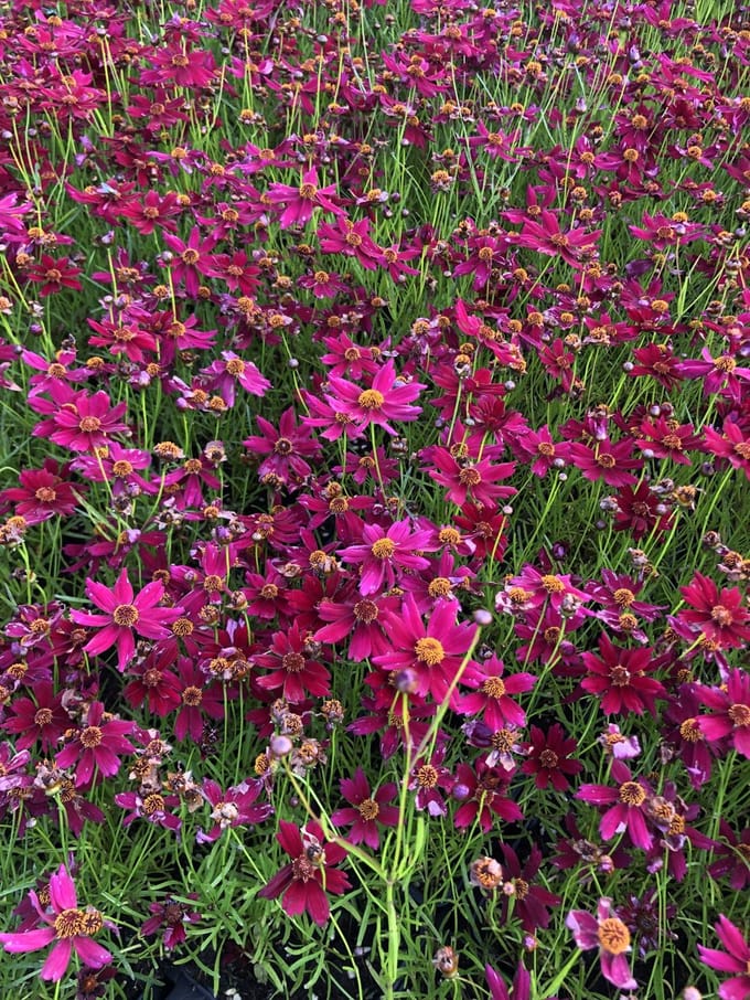 6x Meisjesogen - Coreopsis verticillata 'Ruby Red' | 9x9 cm pot