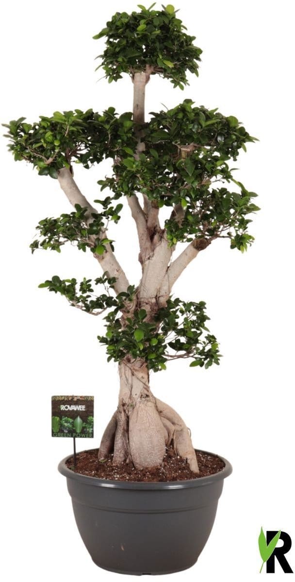 Ficus Microcarpa Ginseng branched in sierpot 170 cm - Kamerplant - Potmaat Ø45 cm