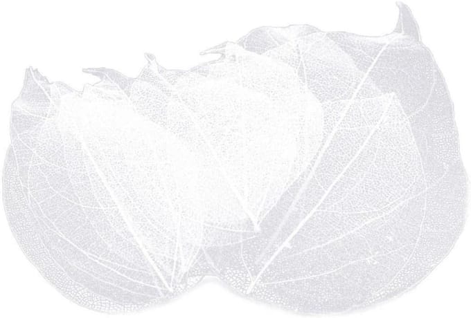 Skelet Bladeren - Gedroogde Bladeren - Scrapbook Decoratie - Natuurlijk Uniek - 4-9cm Lengte - Wit