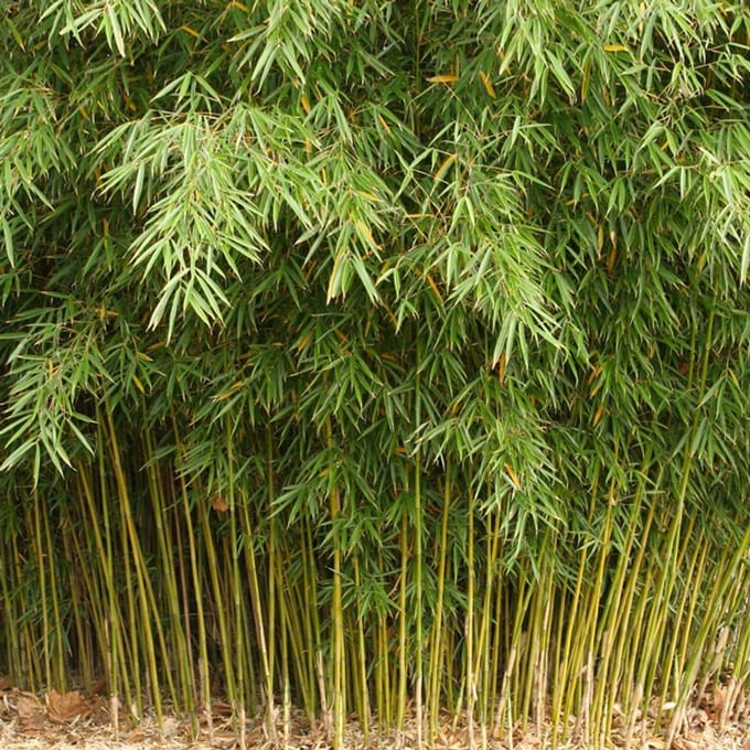 Fargesia robusta 'Formidable' 60-80cm - Sterke en sierlijke bamboeplant