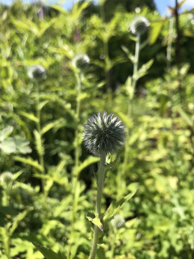 6 x Echinops ritro 'Veitch's Blue' - Kogeldistel - P9 Pot (9 x 9cm) - Dima Vaste Planten