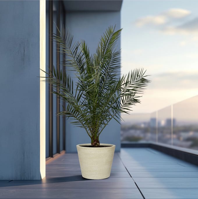 Phoenix Canariensis - ↨180cm- Ø25