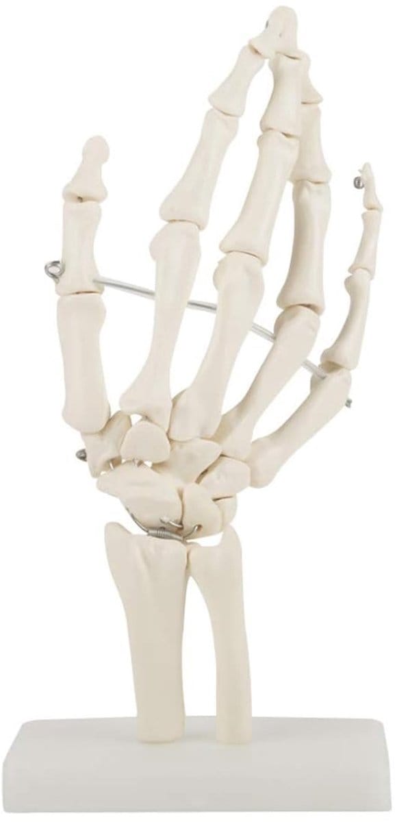 Dailygoods- Handskeletmodel Levensgroot - Anatomisch Model - PVC - Gewrichtsleermiddel - Kleurgecodeerde Textuur - UV-bestendig