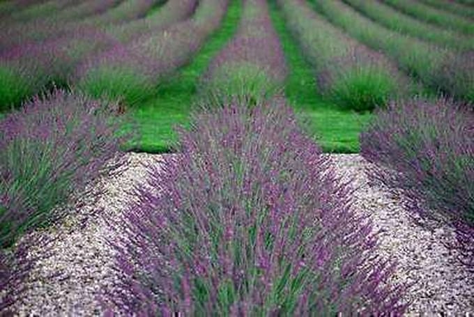 6x Lavandel - Lavandula int. 'Phenomenal'® (niko) | 9x9 cm pot