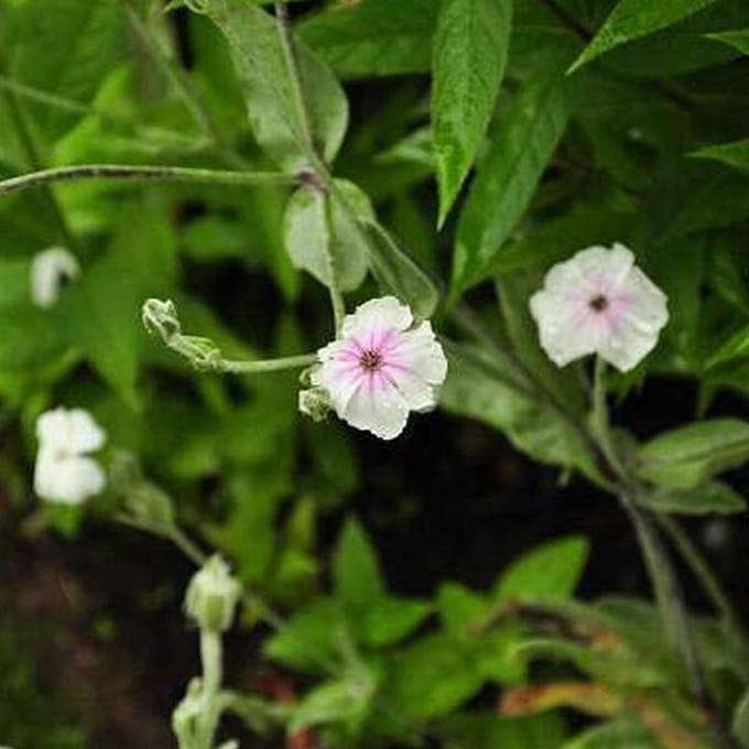 6 x Lychnis Coronaria 'Alba' - Prikneus pot 9x9cm
