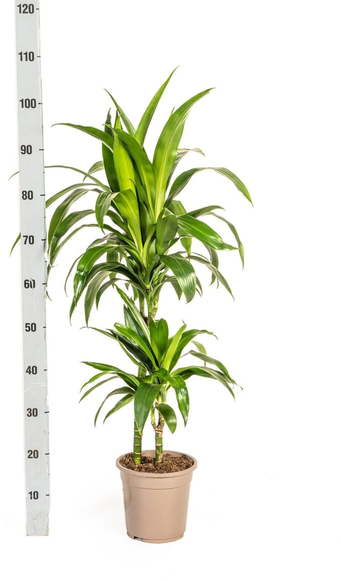 Dracaena Deremensis Lisa Ø19cm - 80cm