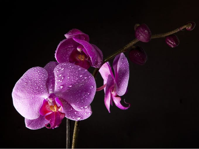 Fotobehang - stylish  orchis.