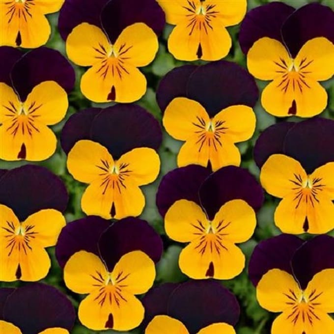 Violen Twix Oranje Purple Wing