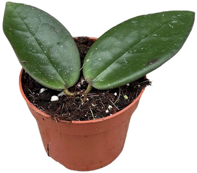 Hoya Sulawesi 3 Kamerplant Potmaat Ø10,5 cm |Vers Van De Kweker