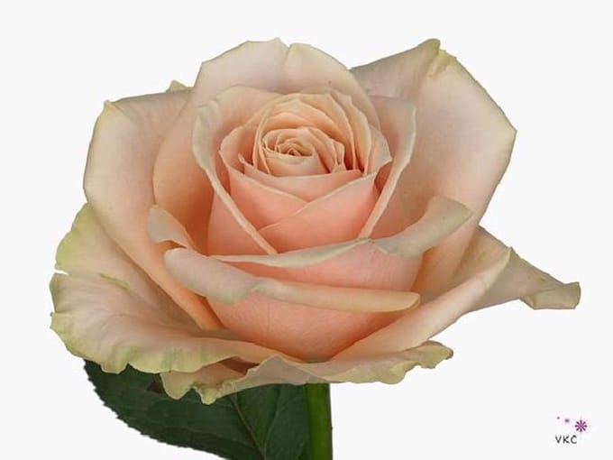 10x Rosa pearl avalanche+ 50cm