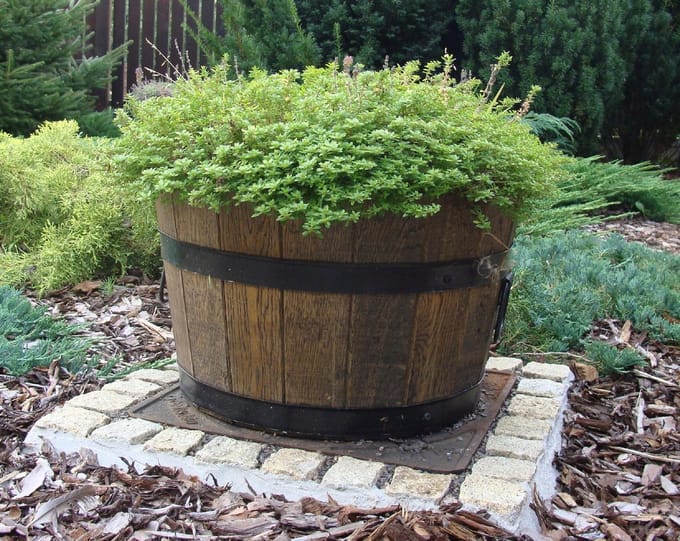 Pijnboom pot 35xH21 k. walnoot