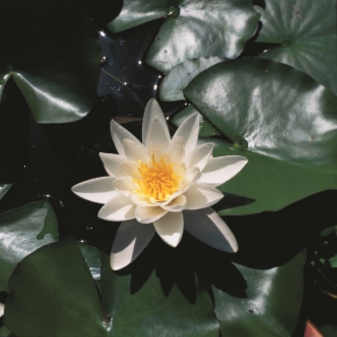 Moerings Nymphaea Alba | Waterlelie | In 11CM pot