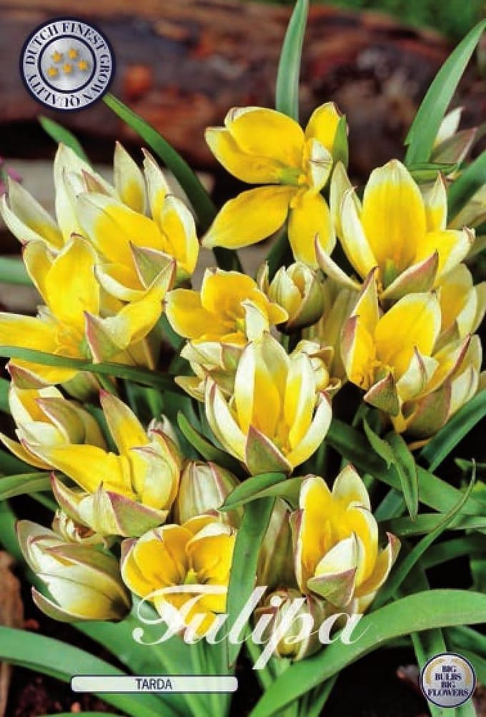 Tarda Botanical Tulpen Bollen 10 stuks bolmaat 7/8