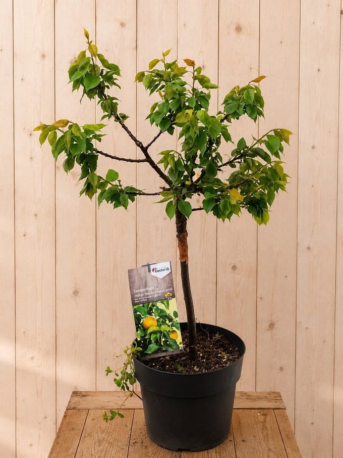 Dwerg Abrikozenboom 'Orange Beauty' Prunus arm. 100 cm Warentuin Na...