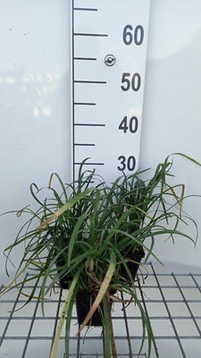 6x Leliegras - Liriope spicata | 9x9 cm pot