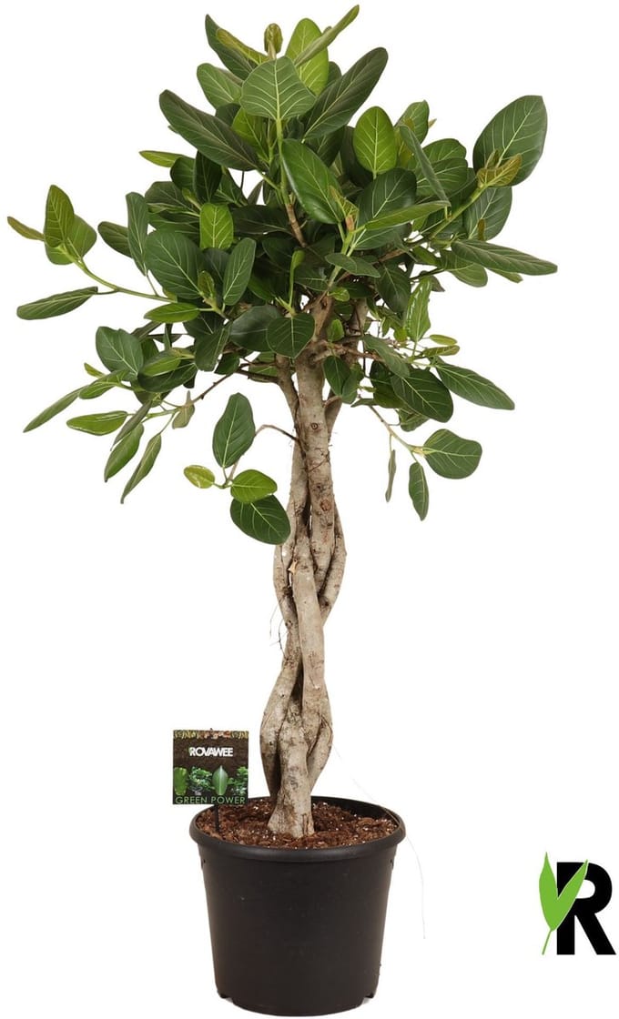 Ficus benghalensis Audrey melted braid 160 cm – Kamerplant – Vers Van De Kweker – Potmaat Ø35 cm