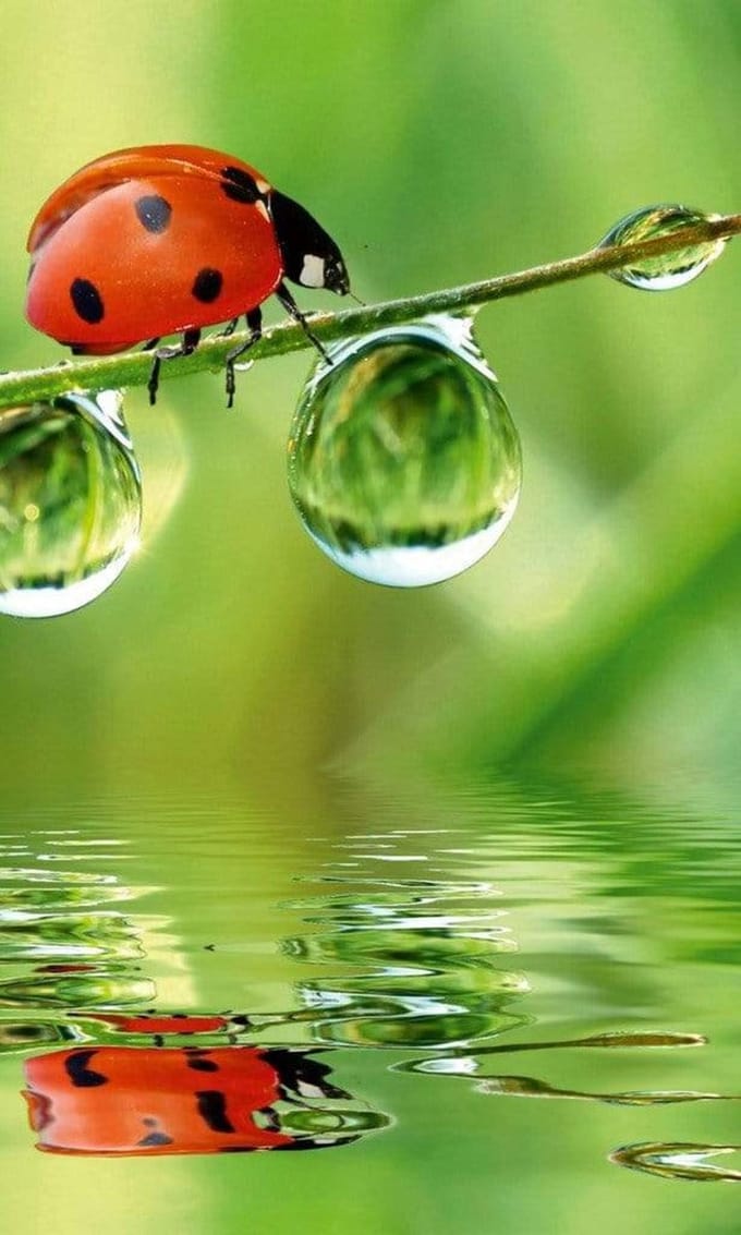 Fotobehang - Ladybird 150x250cm - Vliesbehang