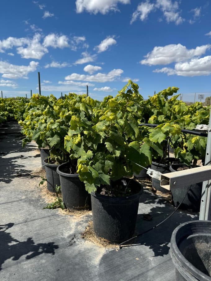 Sunny Tree - Vitis Vinifera Moscatel de Alejandría - Wijnstok - Winterharde druivenboom - 50 cm