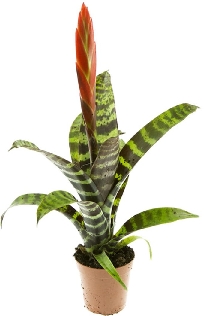 JUNAVERA Vriesea â€˜Eraâ€™ in 9 cm pot â€“ 52 cm hoge decoratieve bromelia rozetplant
