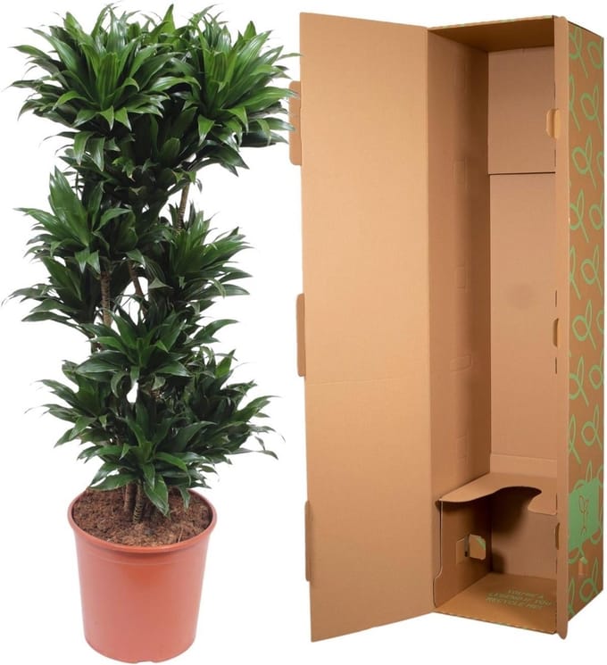 Dracaena Compacta - 140 cm - ø30