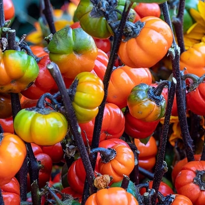 Aubergine zaden - Pumpkin on a Stick