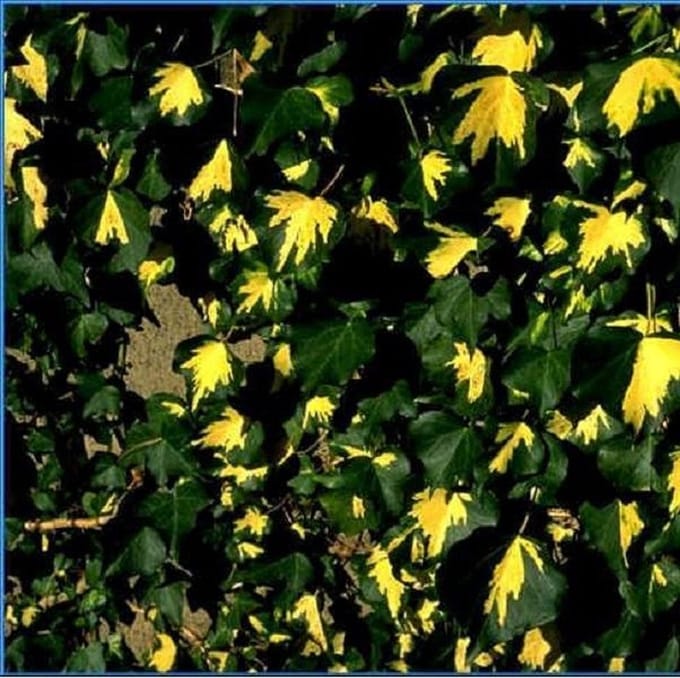 Hedera Helix 'Goldheart' - Klimop 50-60 cm pot