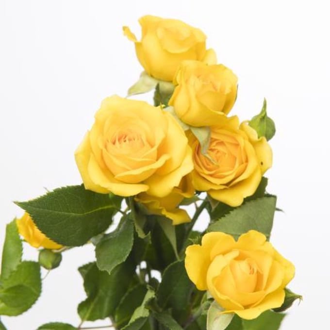 10x Rosa yellow babe 60cm